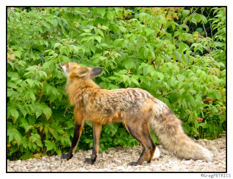 Fox eating the berries in season
