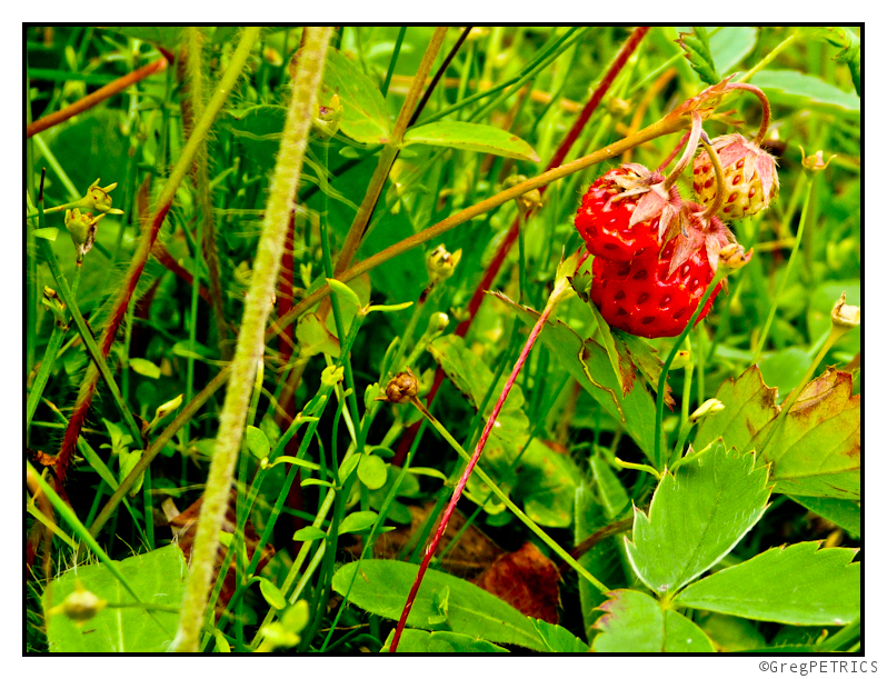 StrawberrSKIs