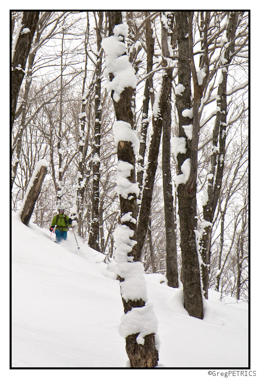 harvesting hardwood forests for schuss