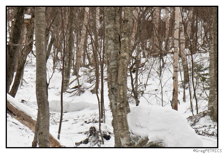 avalanche in Vermont