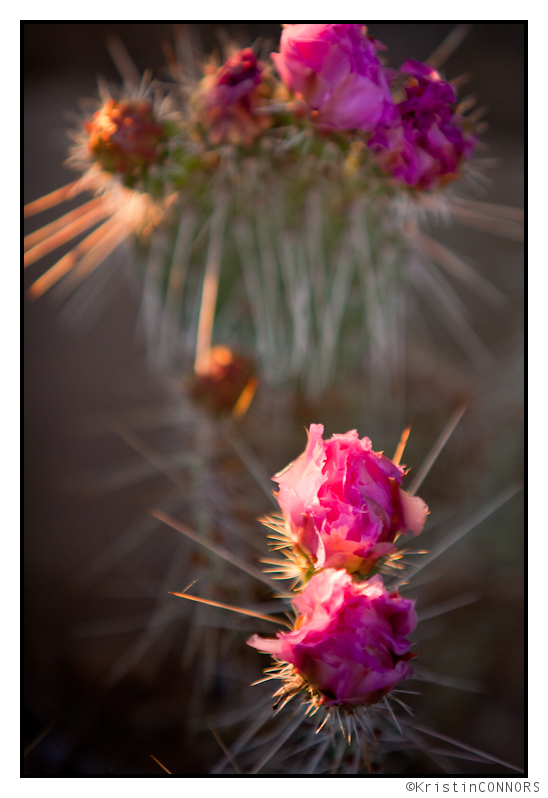 Cactus Flowers