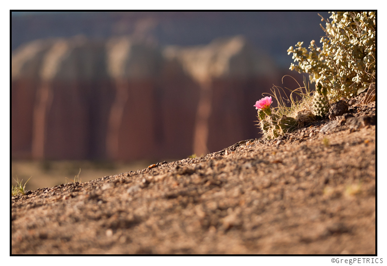 the perfect cactus flower