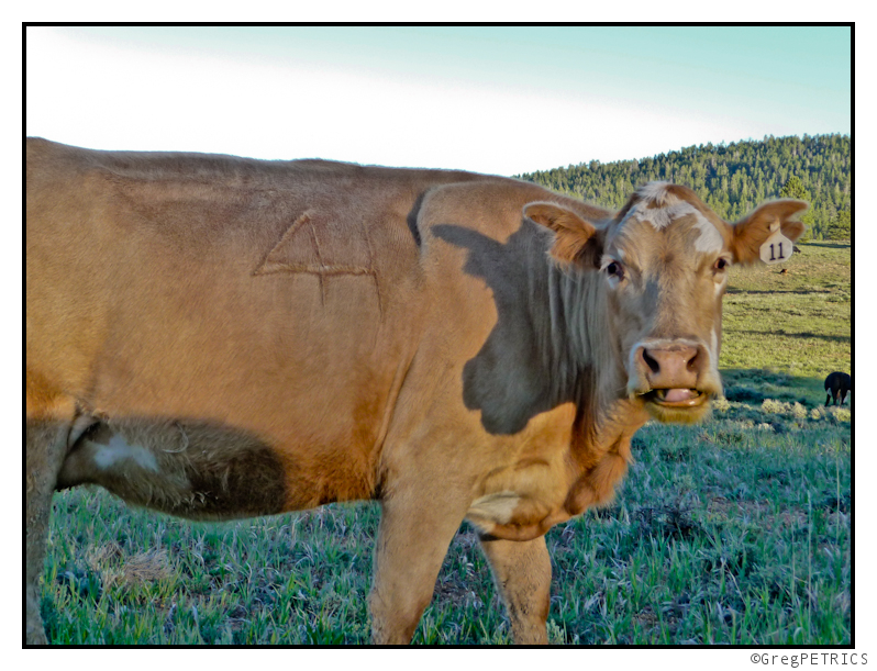 cows wanting to be part of Meat Week